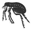 pulga